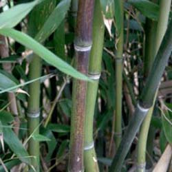 Bambu Phyllostachys nuda localis